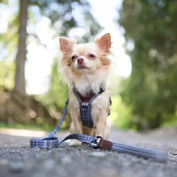 The aDoraBle Pooch Co. Streamline Harness Grey -