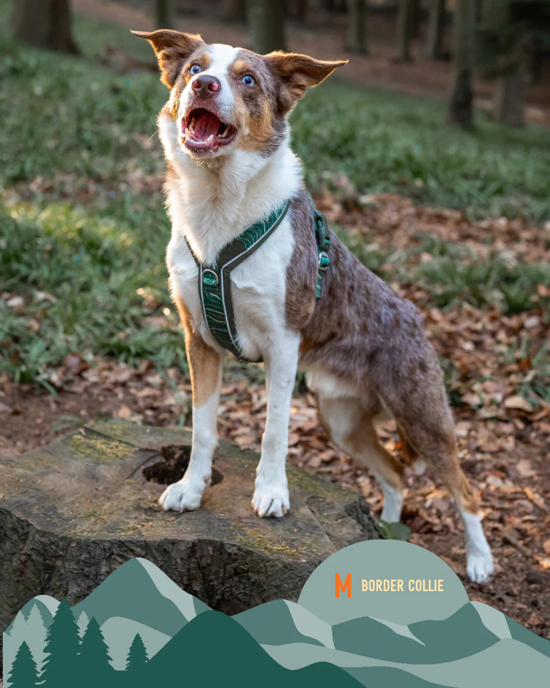 Twiggy Tags Apex Harness - Nomad