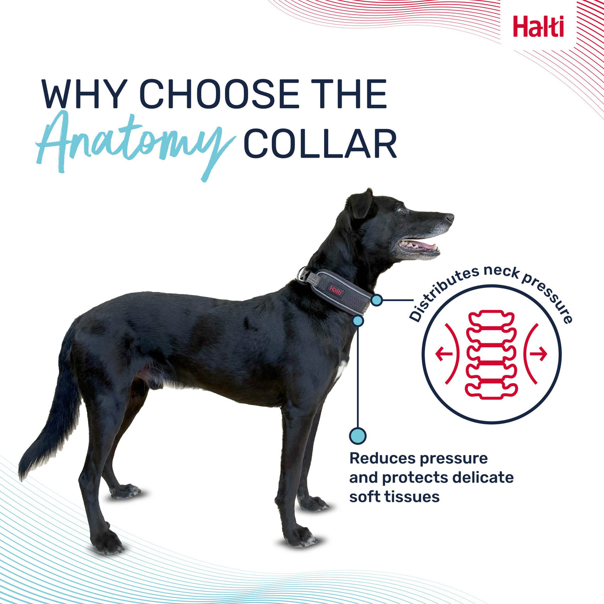 Company Of Animals Halti Anatomy Collar Wide Grey