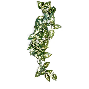 Komodo Borneo Hanging Vine