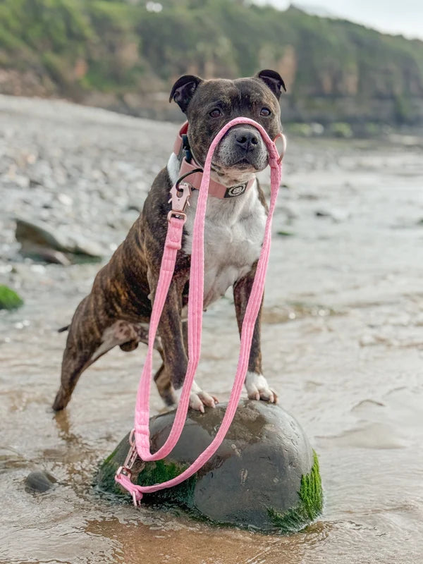 BullyBillows Lightweight Double Ended Lead 2m - Pink
