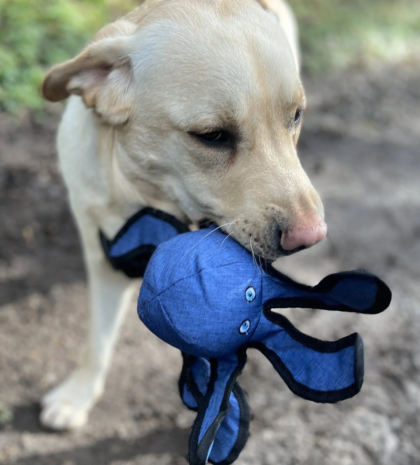 Octopus Dog Toy