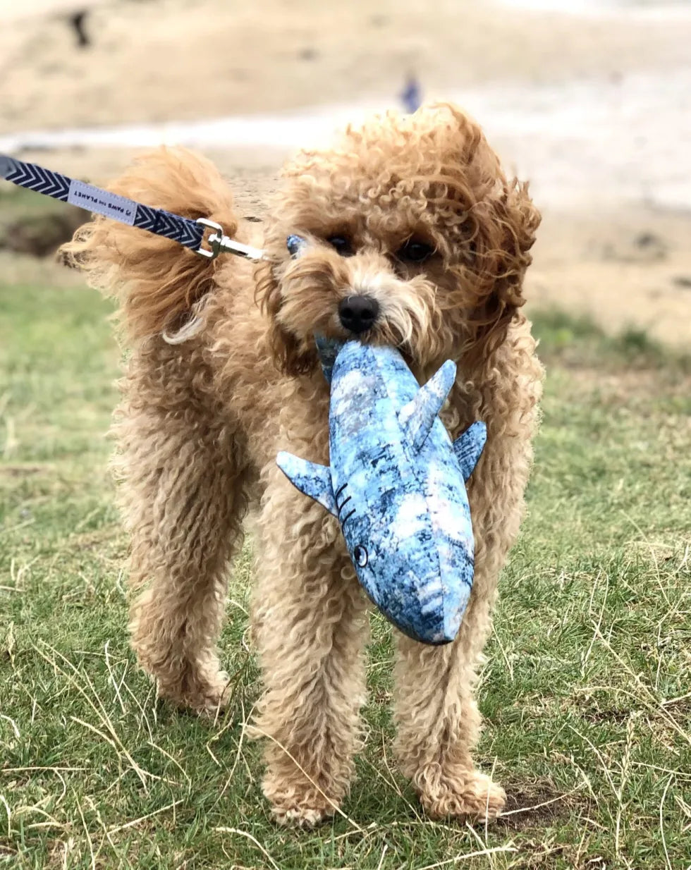 Shark Dog Toy