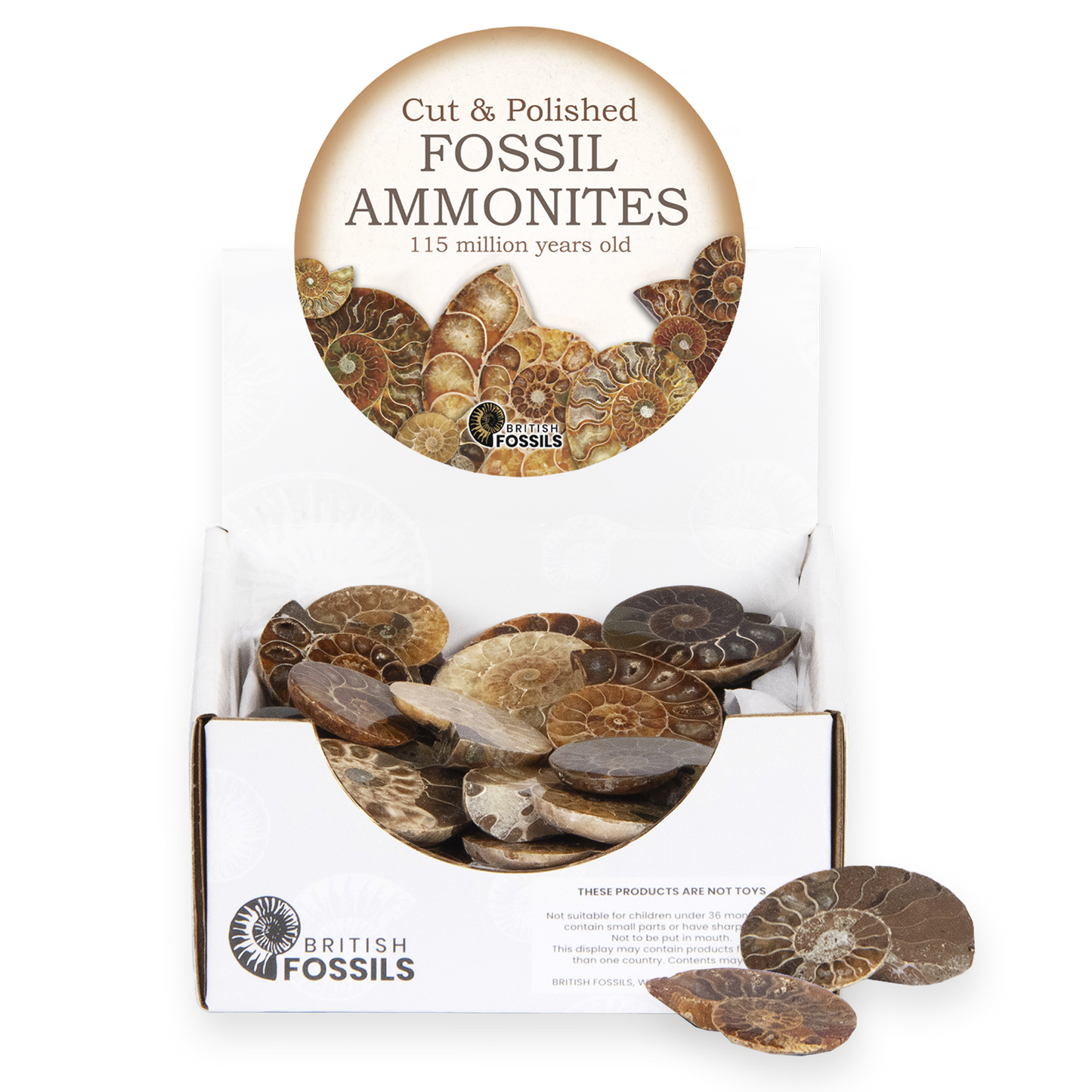 British Fossils - Cut & Polished Ammonite Small