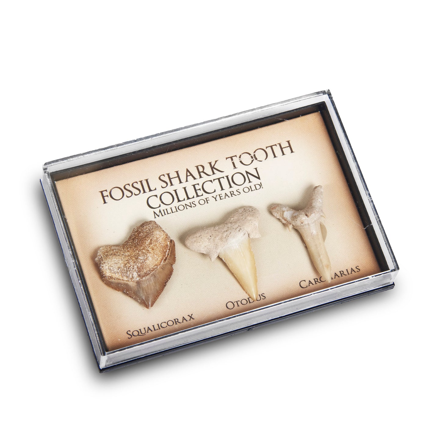 British Fossils - Fossil Shark Tooth Collection