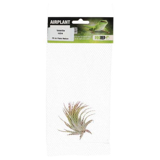 ProRep Airplant Medium Ionantha Rubra