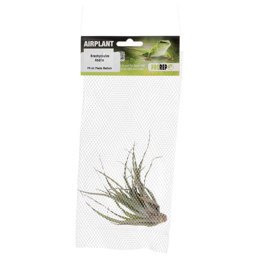 ProRep Airplant Medium Brachycaulos Abdita
