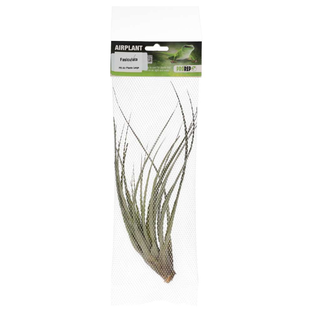 ProRep Airplant Large Fasiculata
