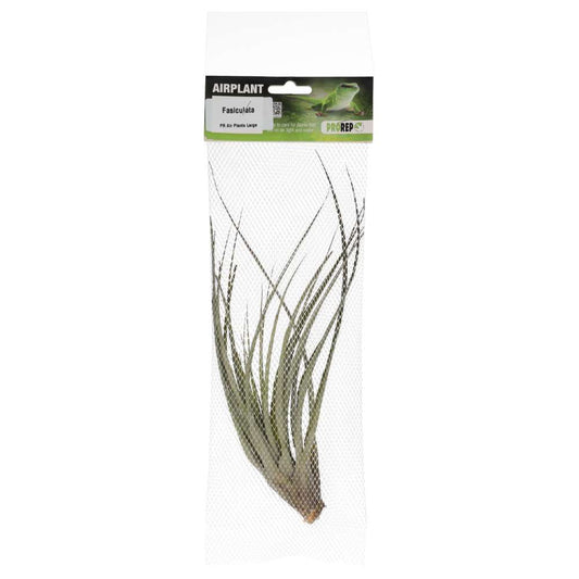 ProRep Airplant Large Fasiculata