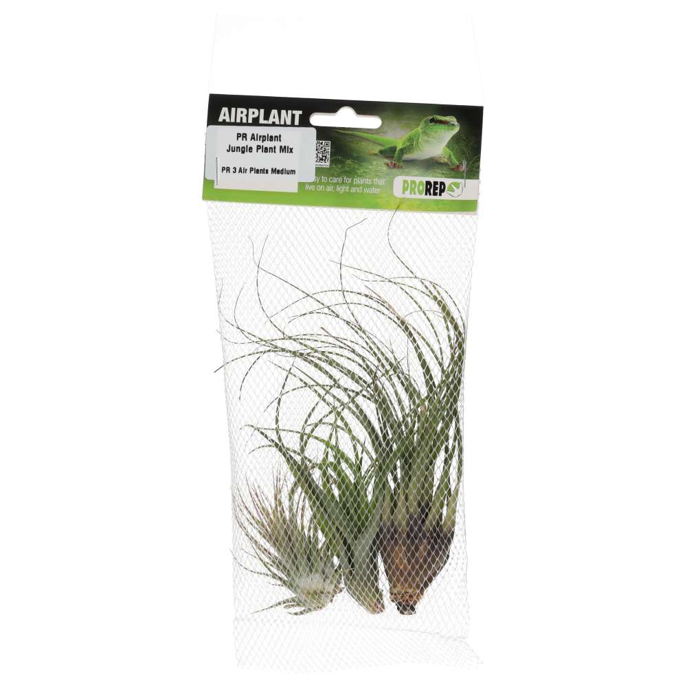 ProRep Airplant Jungle Plant Mix (3x Medium)
