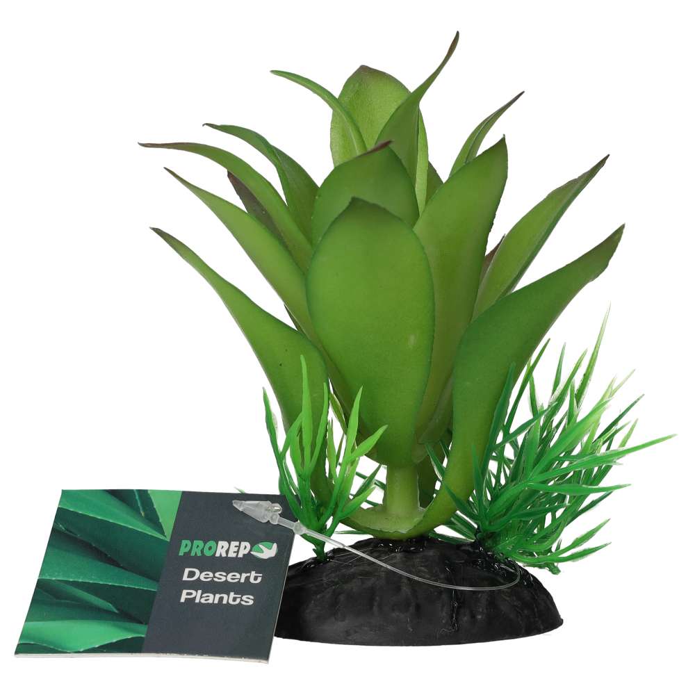 ProRep Sanseviria Plant 10cm
