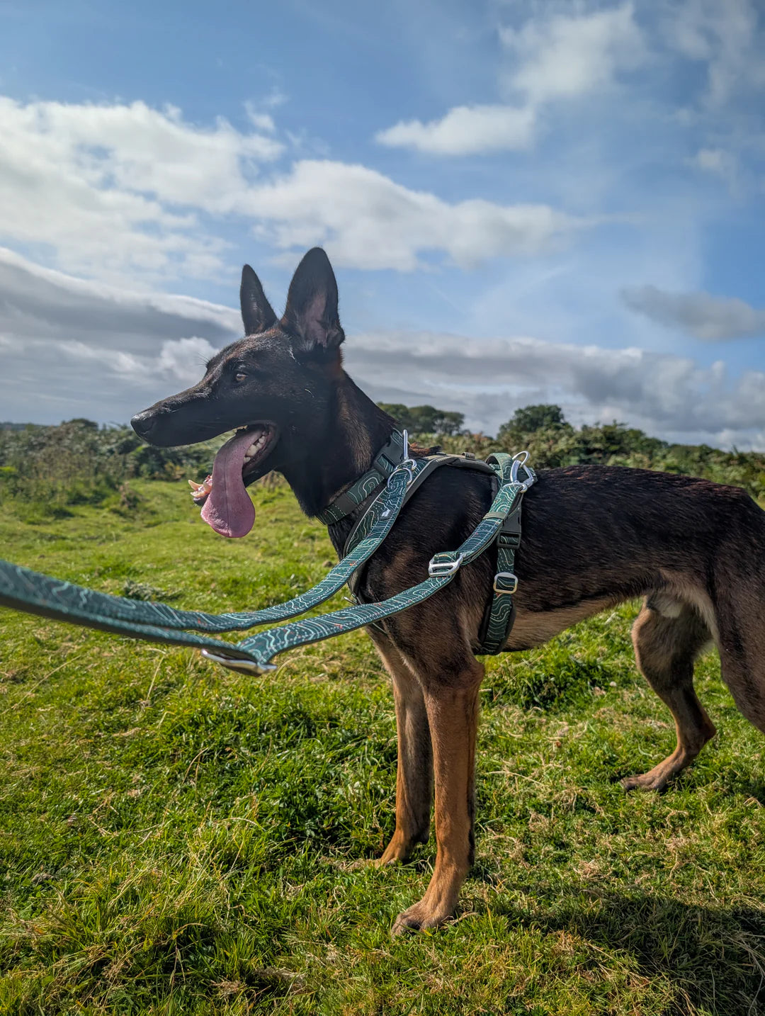 Twiggy Tags Multi-Way Lead - Nomad
