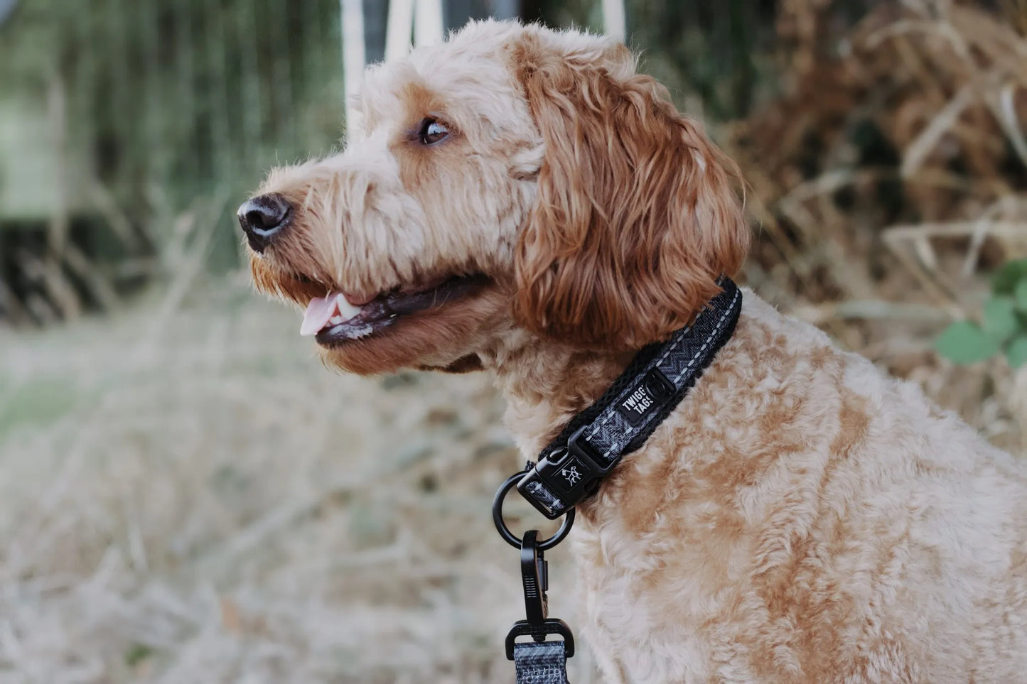 Twiggy Tags Petrichor Adventure Collar