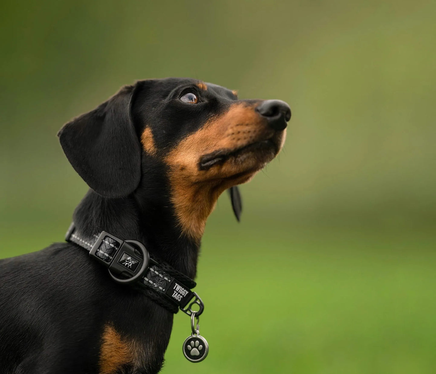 Twiggy Tags Petrichor Adventure Collar