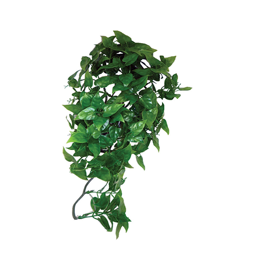 Komodo Philodendron Hanging Plant