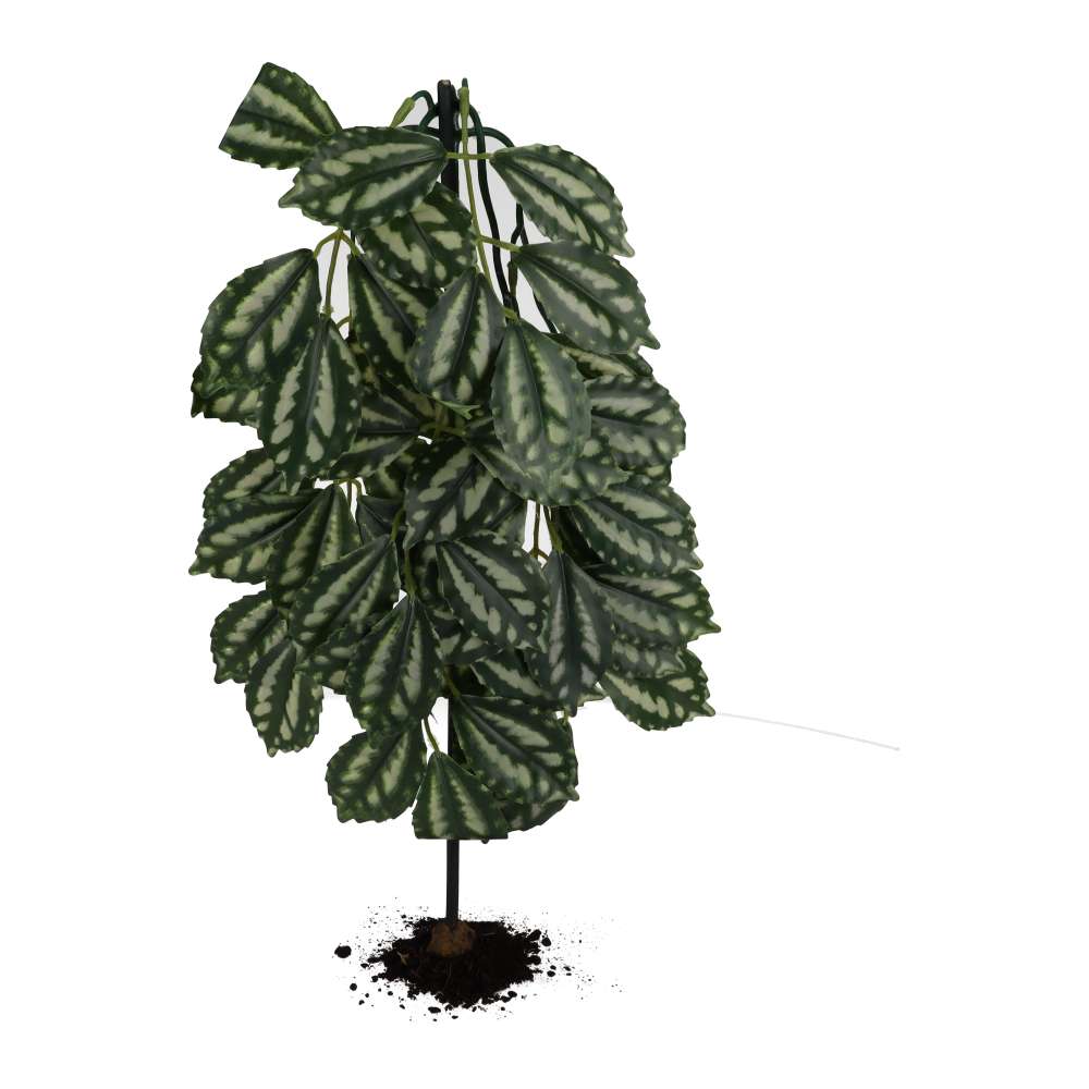 ProRep Silk Hanging Plant Watermelon Peperomia