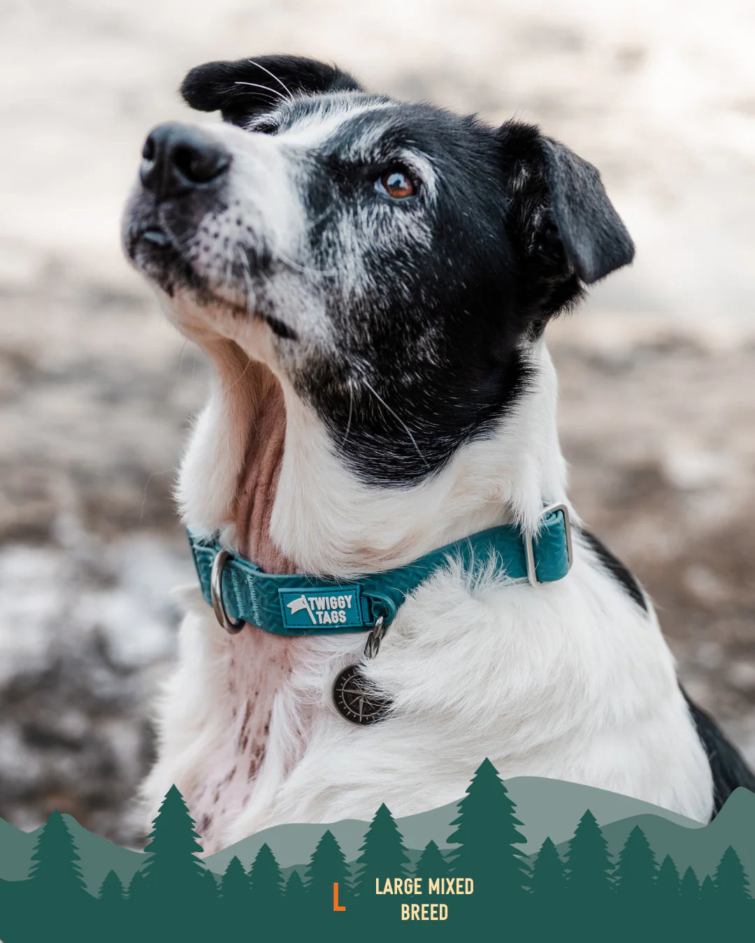 Twiggy Tags Tidal Collar - Azure