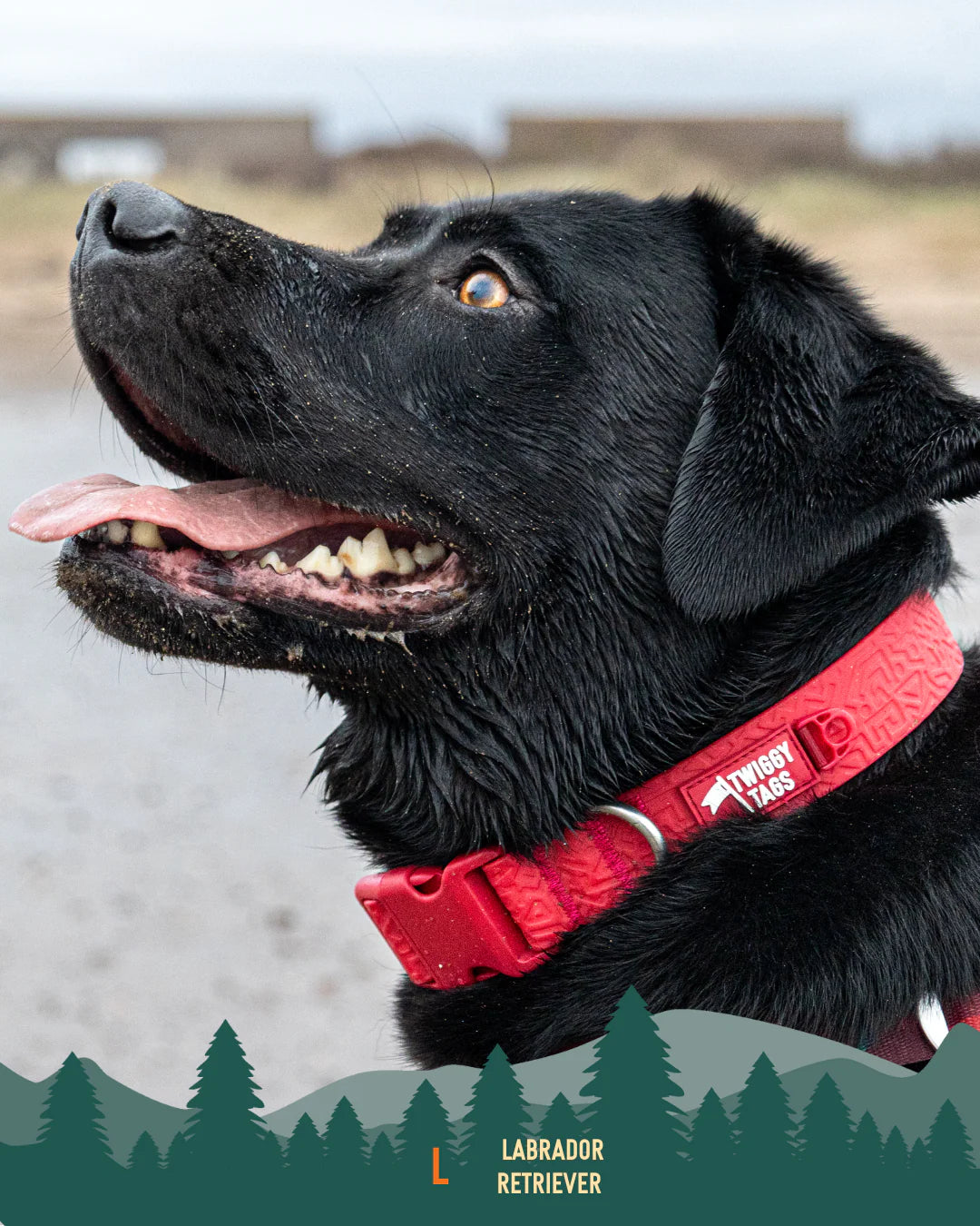 Twiggy Tags Tidal Collar - Fresia