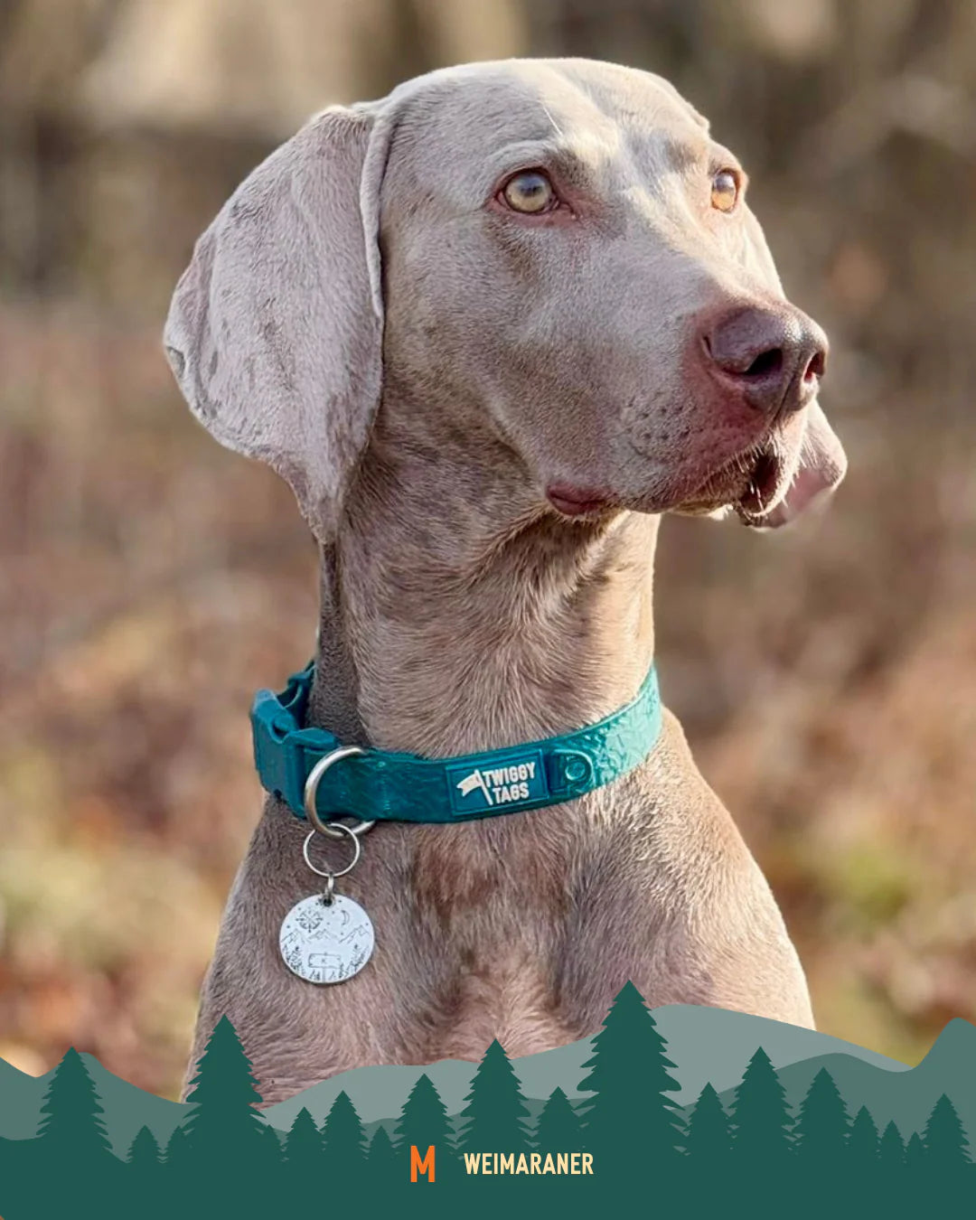 Twiggy Tags Tidal Collar - Azure