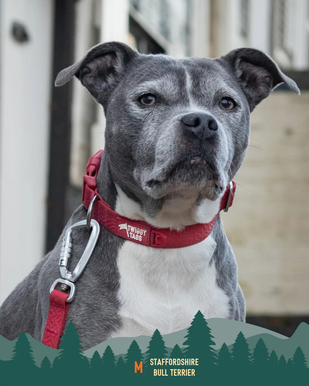 Twiggy Tags Tidal Collar - Fresia