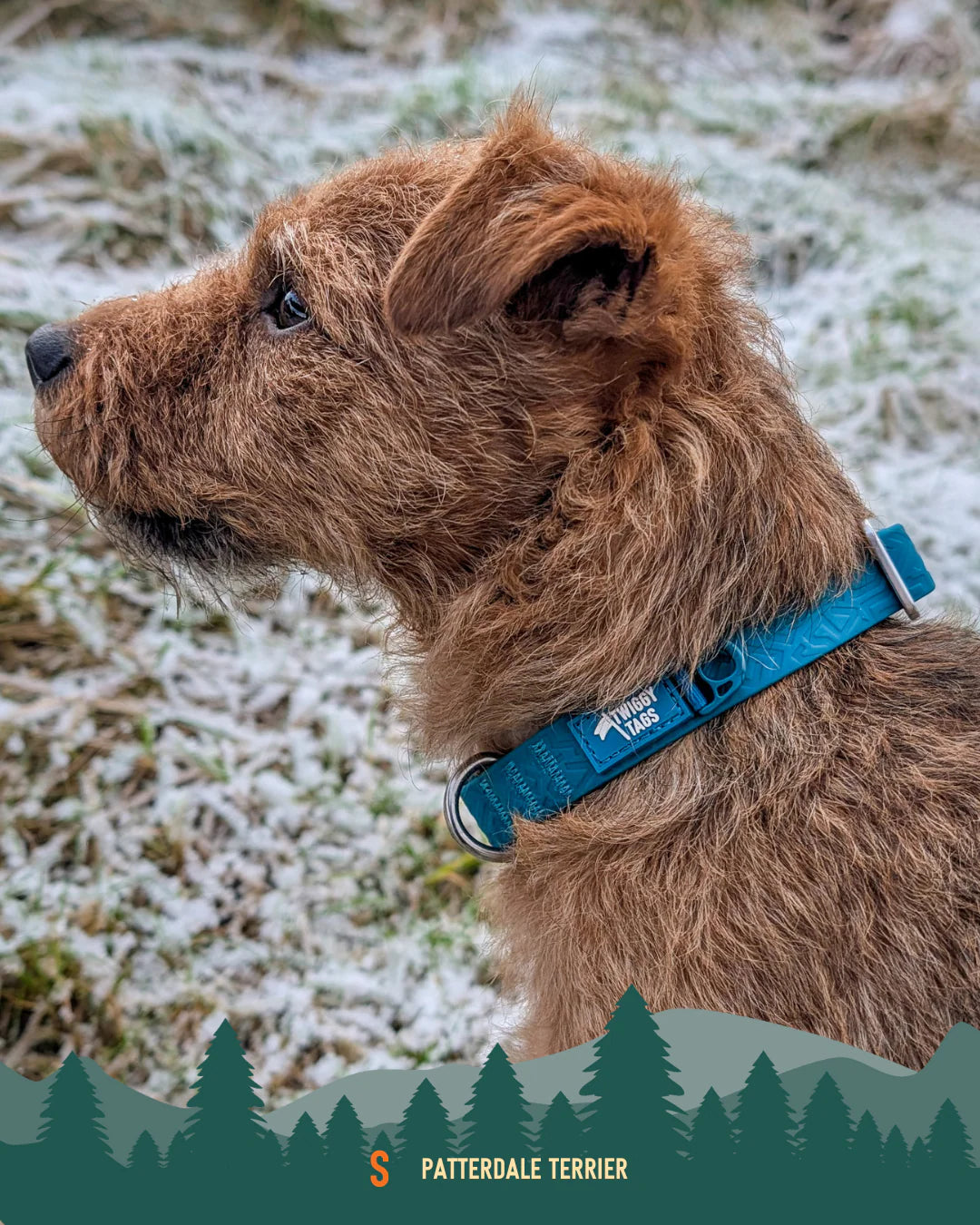 Twiggy Tags Tidal Collar - Azure