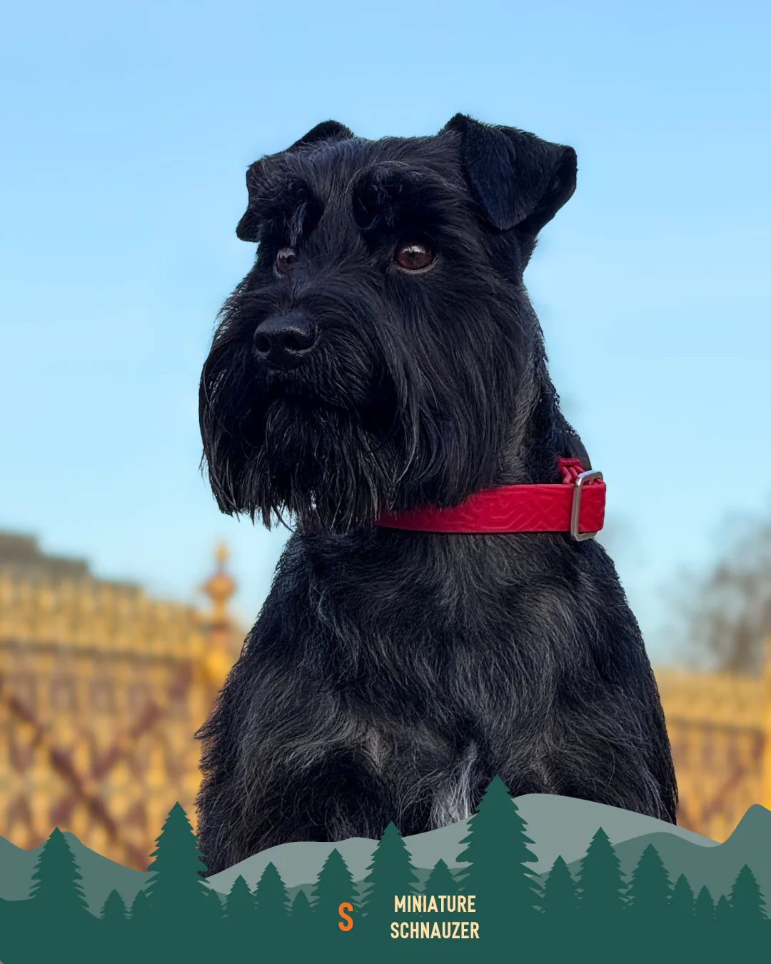 Twiggy Tags Tidal Collar - Fresia