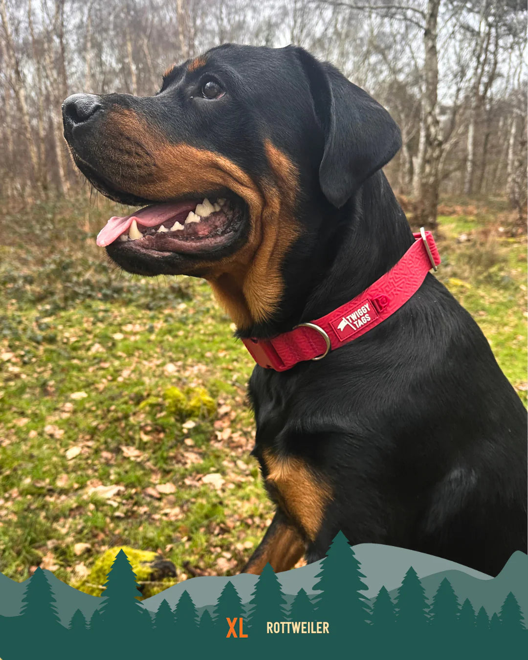 Twiggy Tags Tidal Collar - Fresia