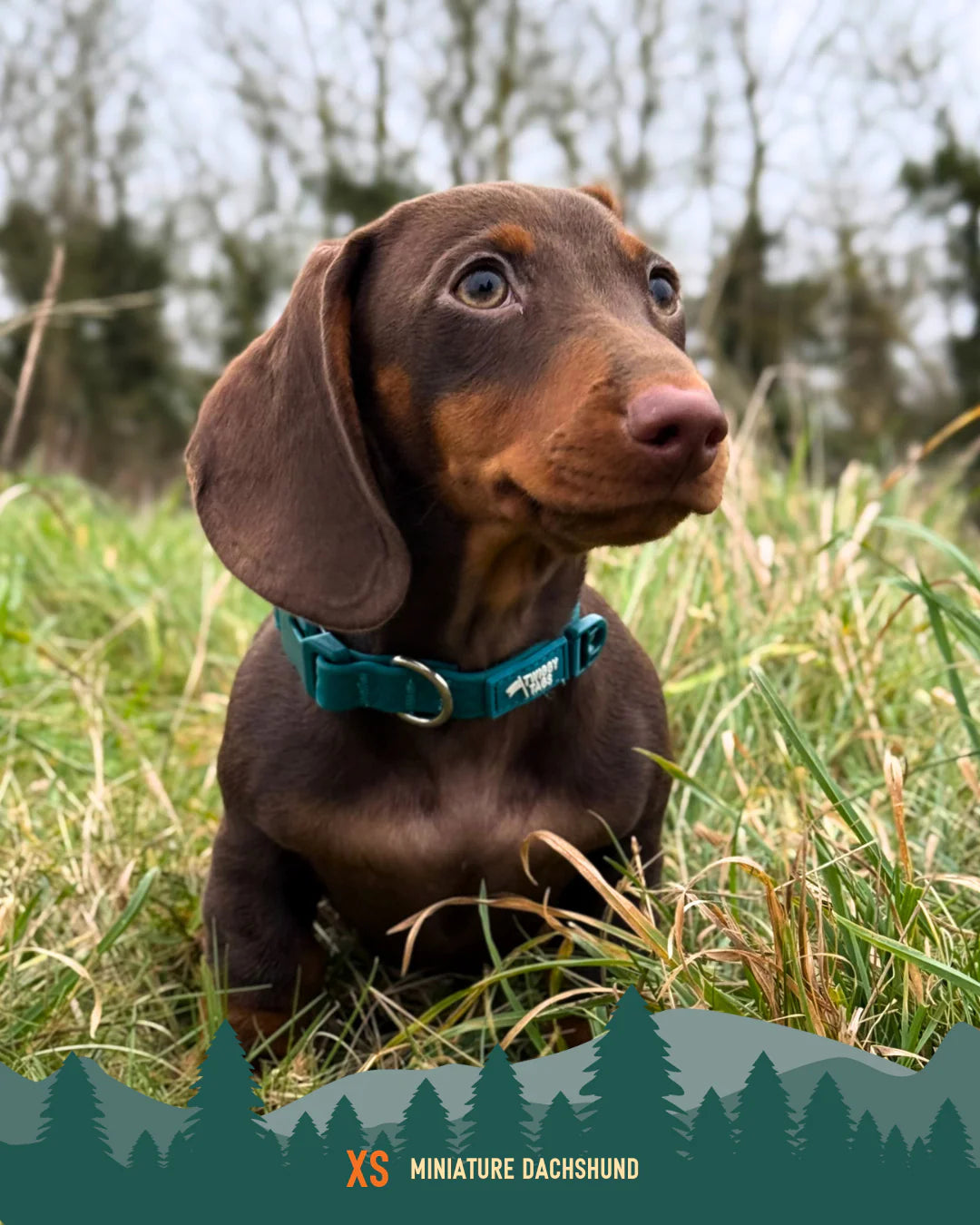 Twiggy Tags Tidal Collar - Azure