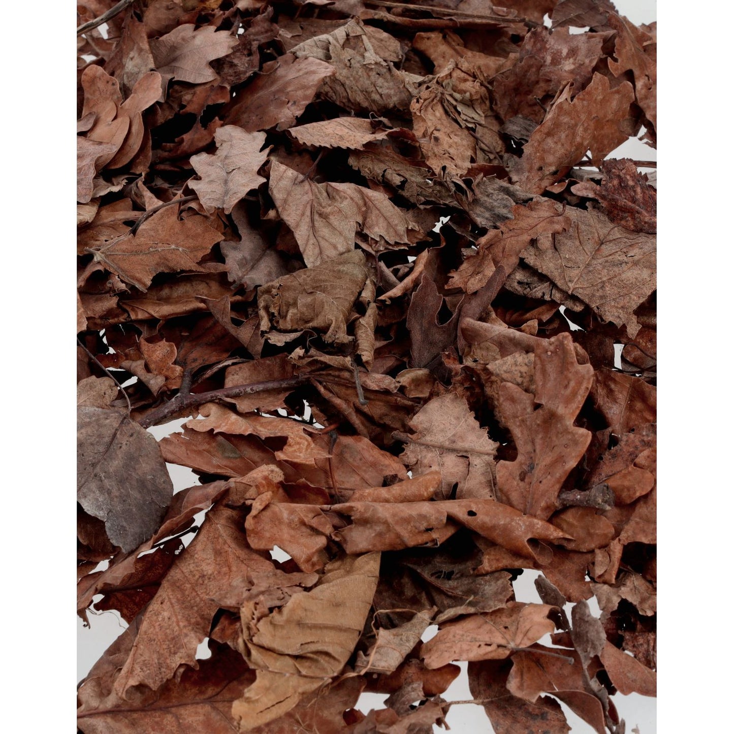 ProRep Bio Life Leaf Litter 3L