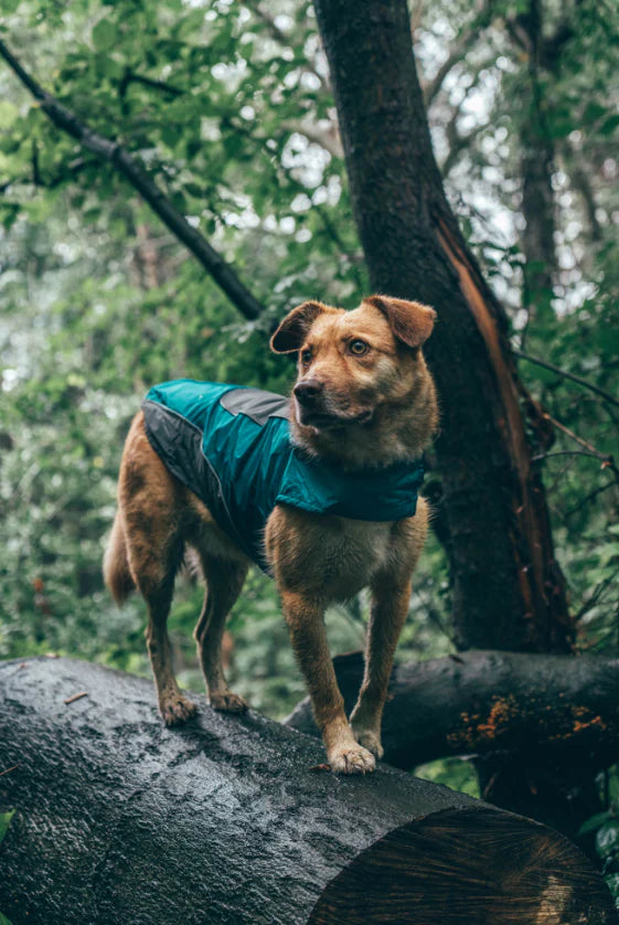 Embark Adventure Dog Raincoat - Blue - L