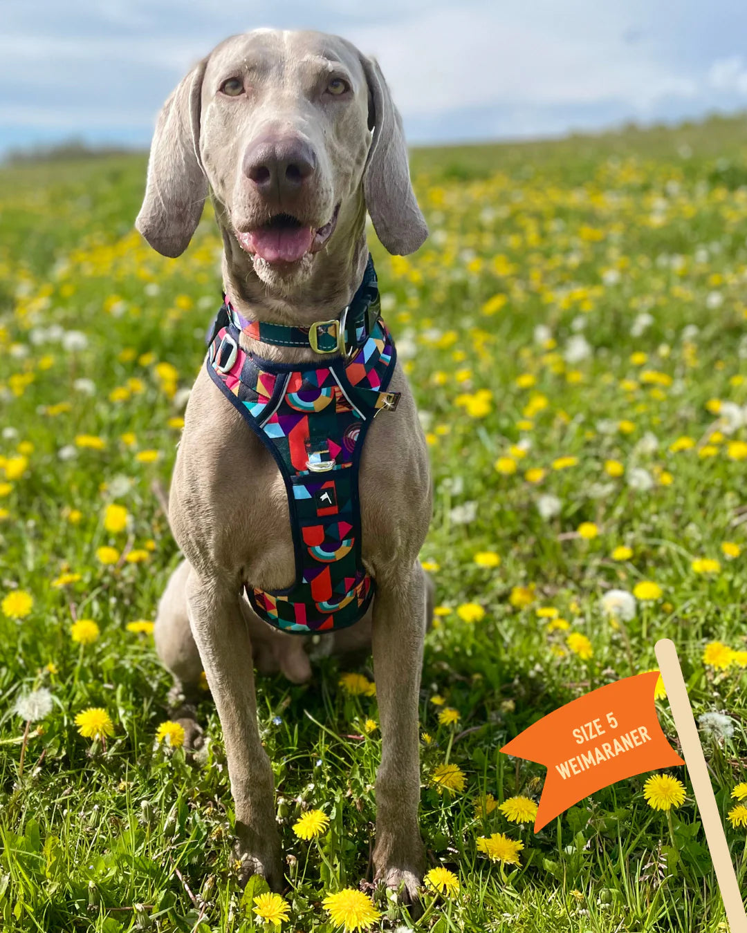 Twiggy Tags Harness Aurora