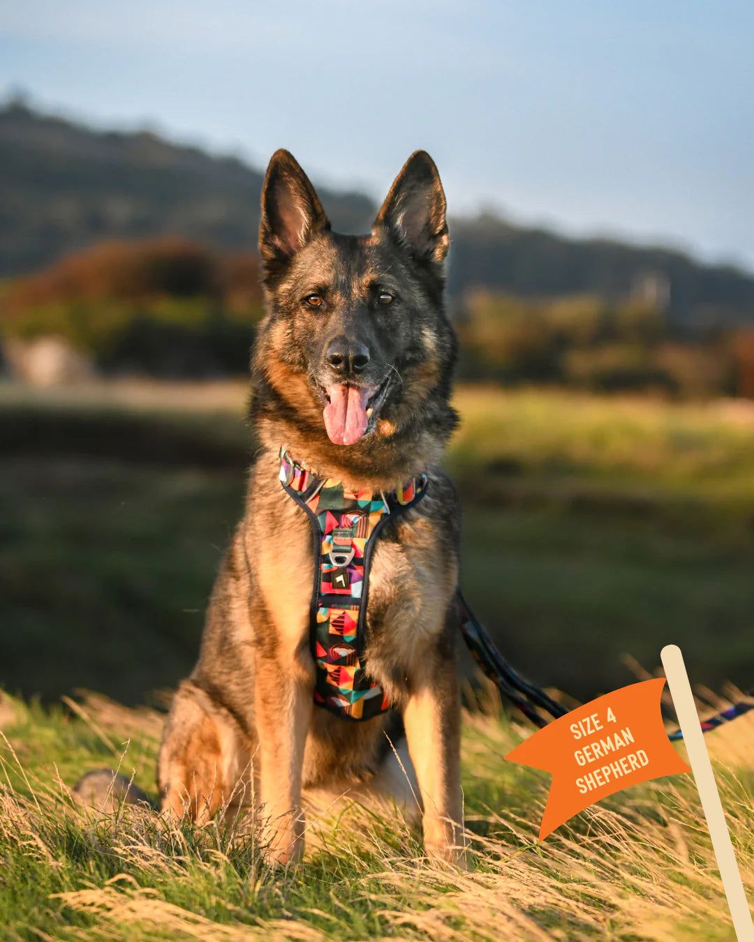 Twiggy Tags Harness Aurora