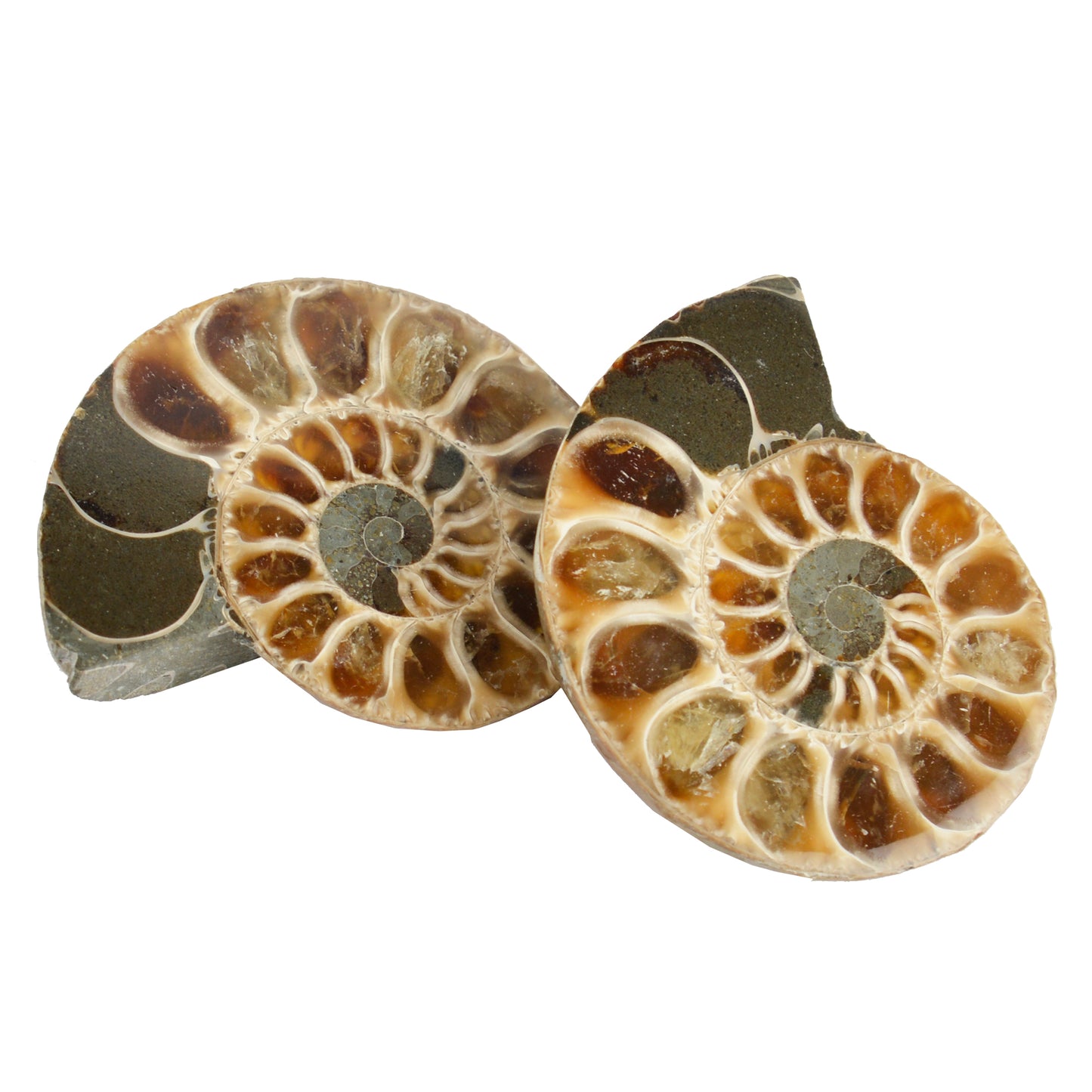 British Fossils - Cut & Polished Ammonite Small