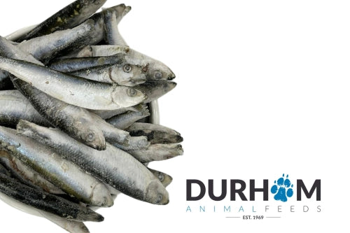 DAF - Frozen Sprats 1kg