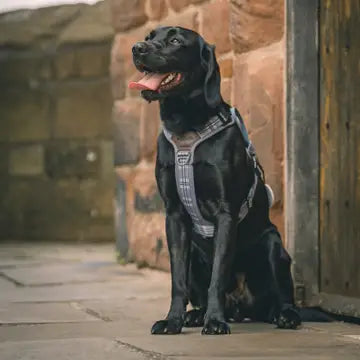 The aDoraBle Pooch Co. Streamline Harness Grey -