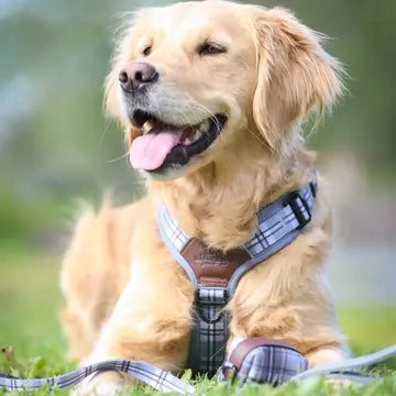 The aDoraBle Pooch Co. Streamline Harness Grey -