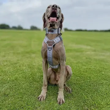 The aDoraBle Pooch Co. Streamline Harness Grey -