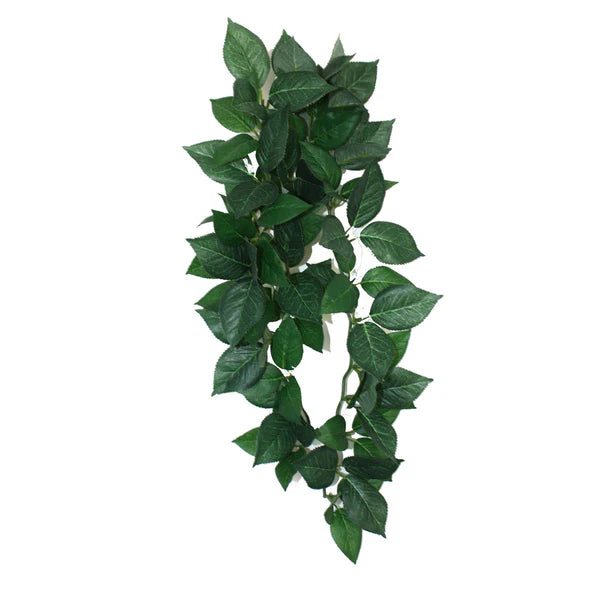 Komodo Sumatra Hanging Vine