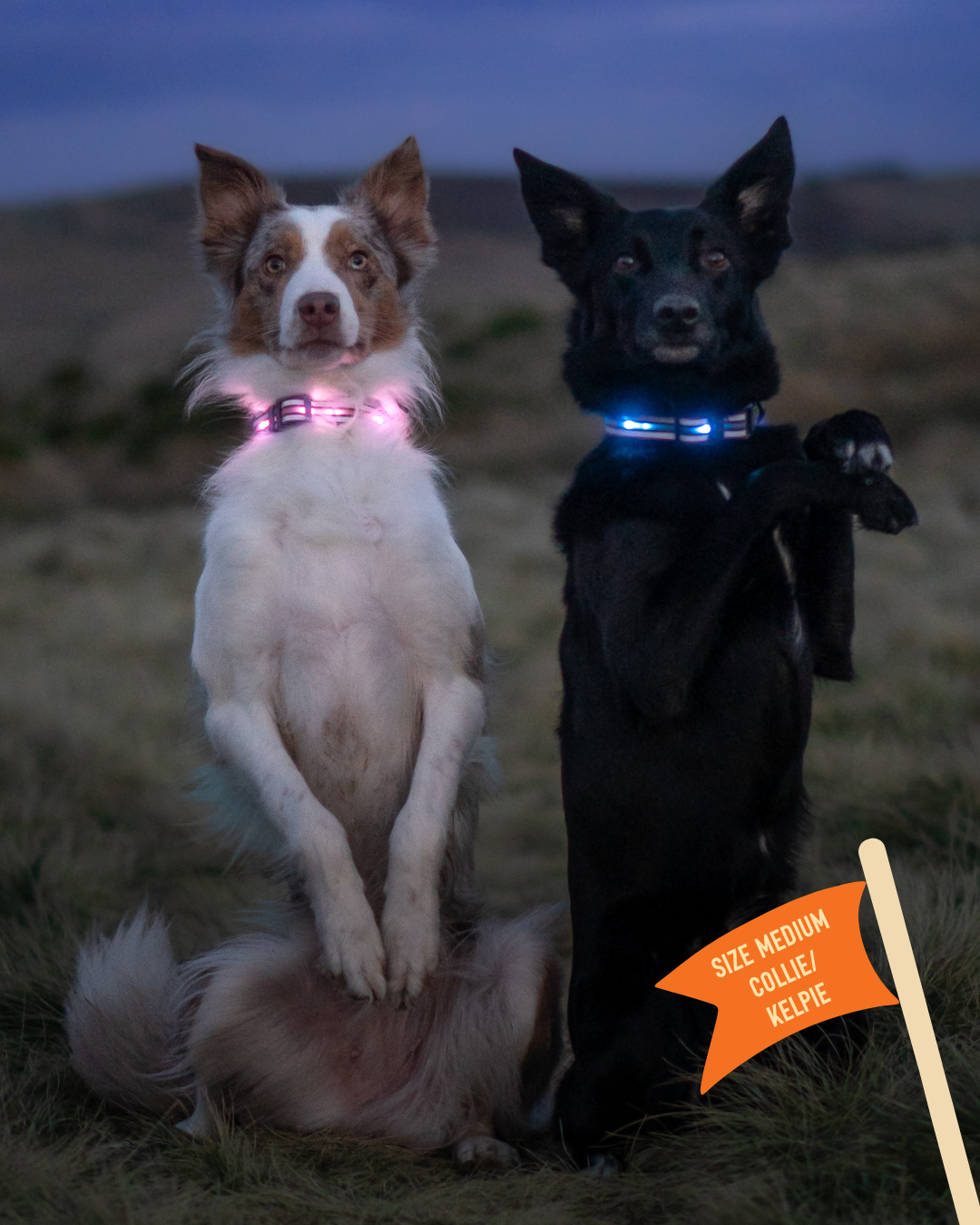 Twiggy Tags TrekBright Collar