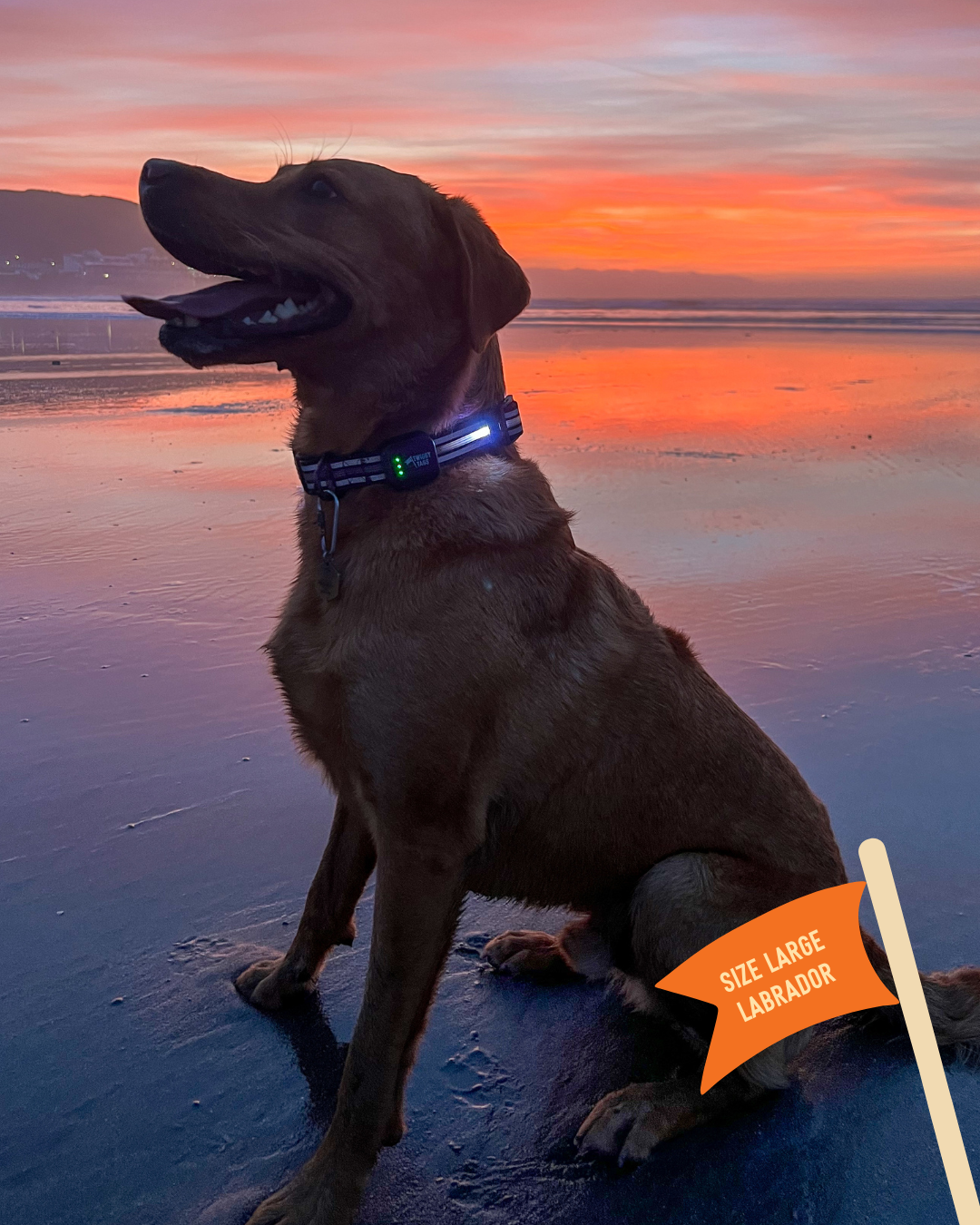 Twiggy Tags TrekBright Collar