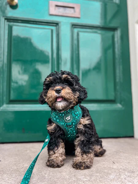 Wyld Cub Adjustable Harness Gooseberry