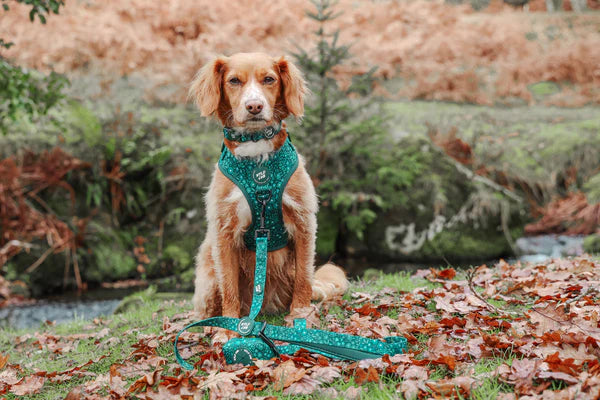 Wyld Cub Notting Hill Lead 5ft - Gooseberry