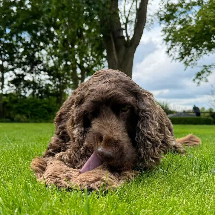 K2 Yak Chews Blueberry - Medium