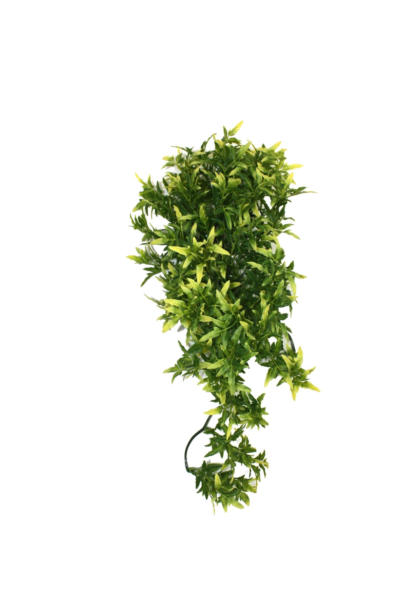 Komodo Croton Plant 40cm