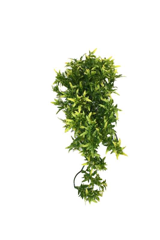 Komodo Croton Plant 40cm