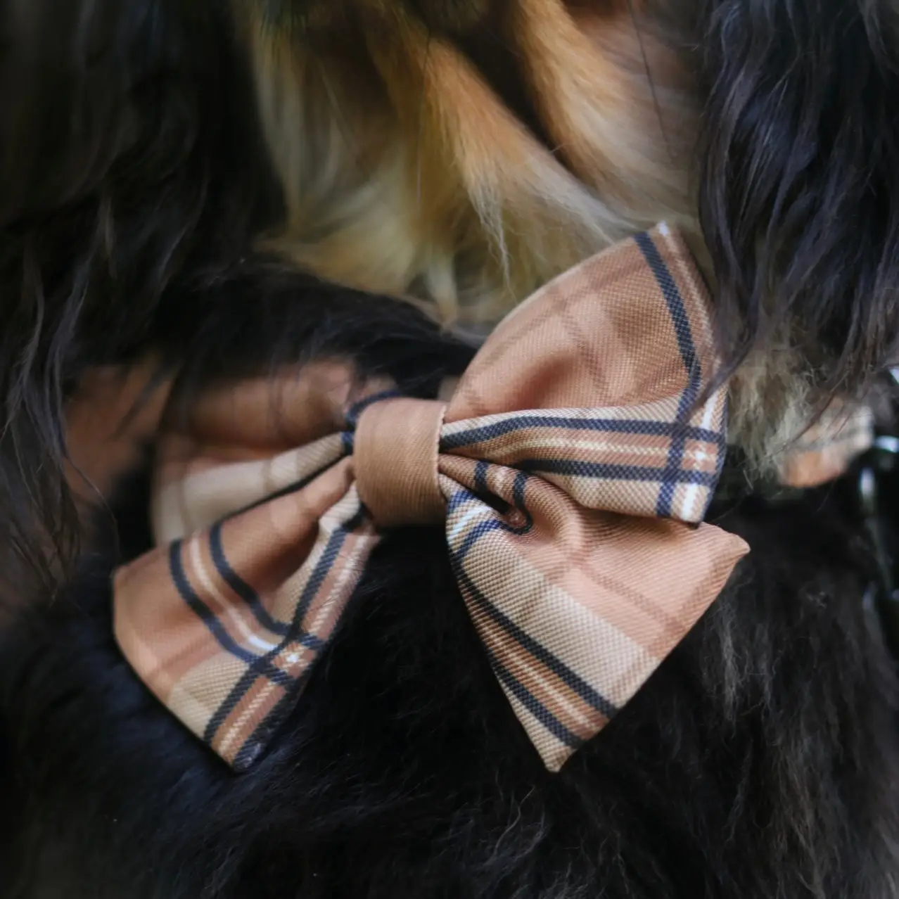 The aDoraBle Pooch Co. Heritage Sailor Bow Tie - Butterscotch Biscuit