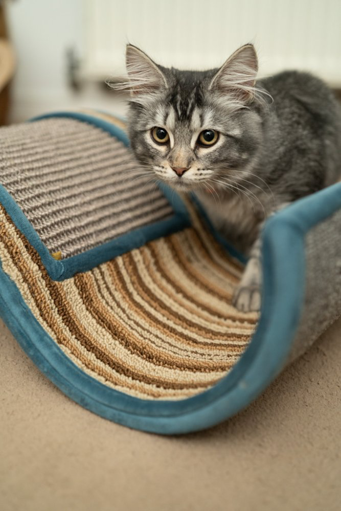 Petface Wave Cat Scratcher