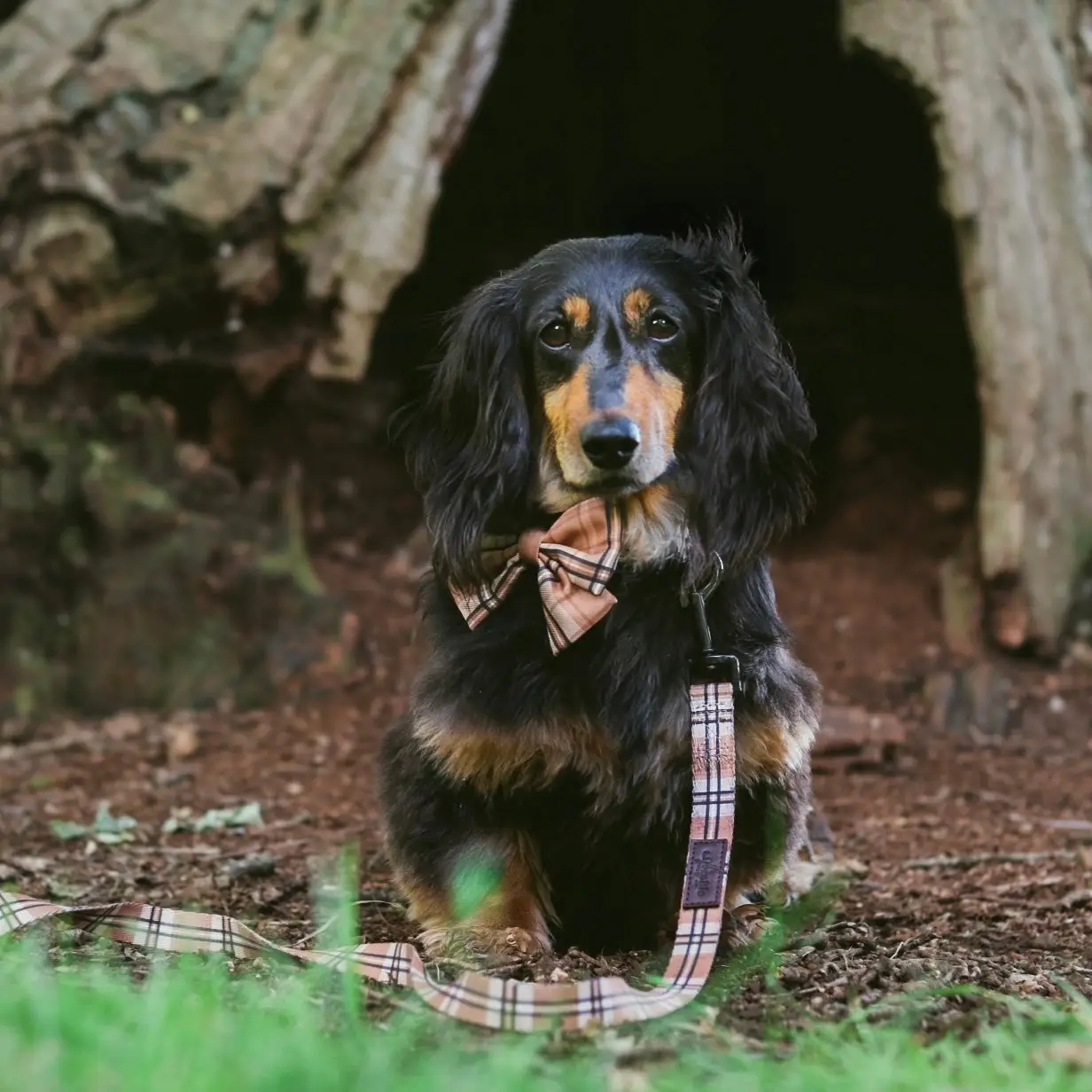 The aDoraBle Pooch Co. Heritage Sailor Bow Tie - Butterscotch Biscuit