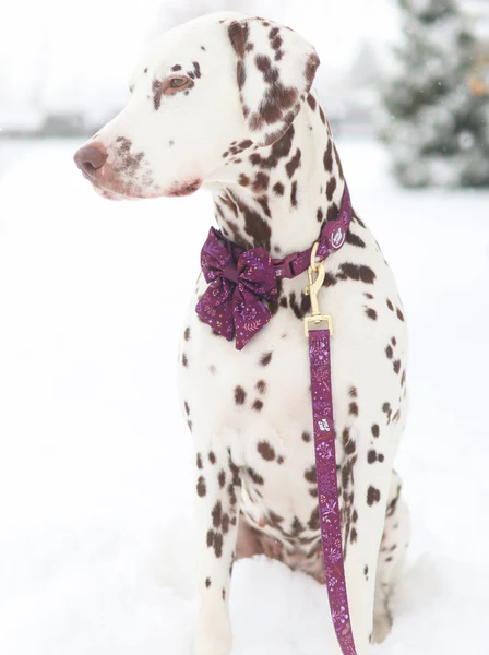 Wyld Cub Chiswick Lead 5ft - Fig