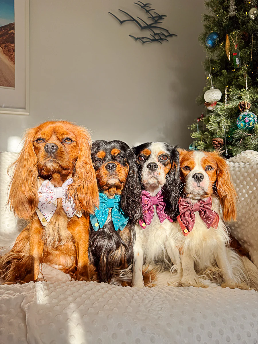 Wyld Cub Chiswick Butterfly Bow - Fig